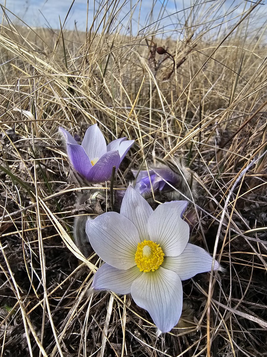 Sarah_306's tweet photo. I started cleaning out nest boxes today in preparation for the arrival of Tree Swallows back from the wintering grounds. One perk of this task in the spring is that it typically coincides with when the crocuses bloom. 🥰 https://t.co/m9yX9WhMiV