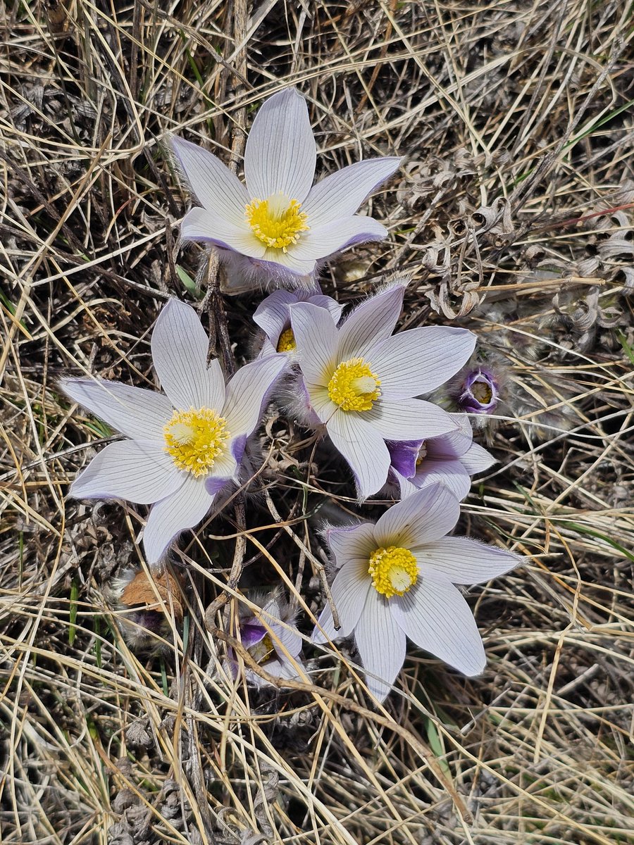 Sarah_306's tweet photo. I started cleaning out nest boxes today in preparation for the arrival of Tree Swallows back from the wintering grounds. One perk of this task in the spring is that it typically coincides with when the crocuses bloom. 🥰 https://t.co/m9yX9WhMiV