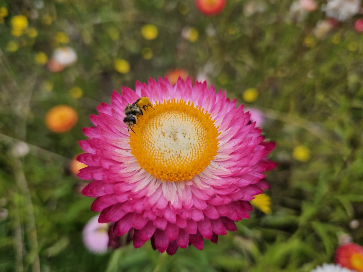 BeeAllAboutIt's tweet photo. Bee on Strawflower

#Bees #Flowers #Wallpapers https://t.co/qHUGnsFX6n