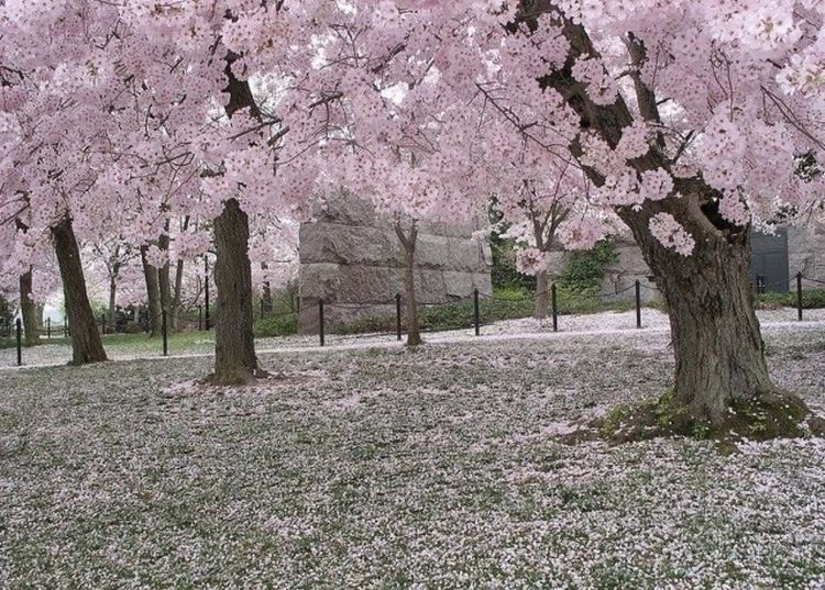 ‏ْ (@piinkifairy) on Twitter photo 