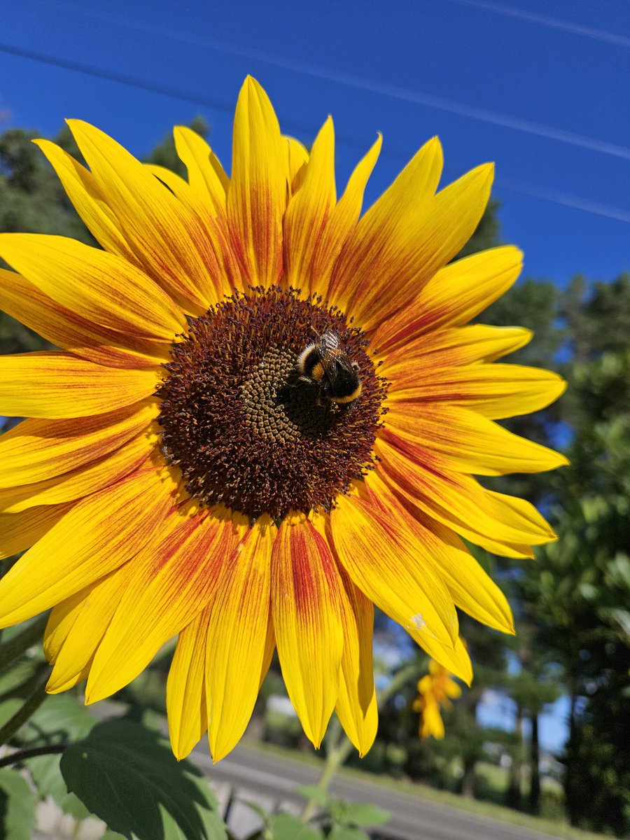 BeeAllAboutIt's tweet photo. Bumblebee on Sunflower

#Bees #Flowers #Wallpapers https://t.co/fPX87wwdDC