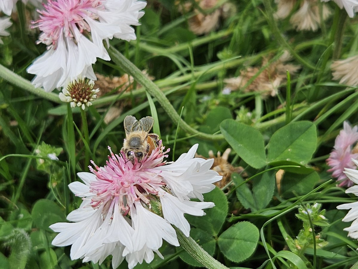 BeeAllAboutIt's tweet photo. Bee on Strawflower

#Bees #Flowers #Wallpapers https://t.co/X3yaceu1Tz