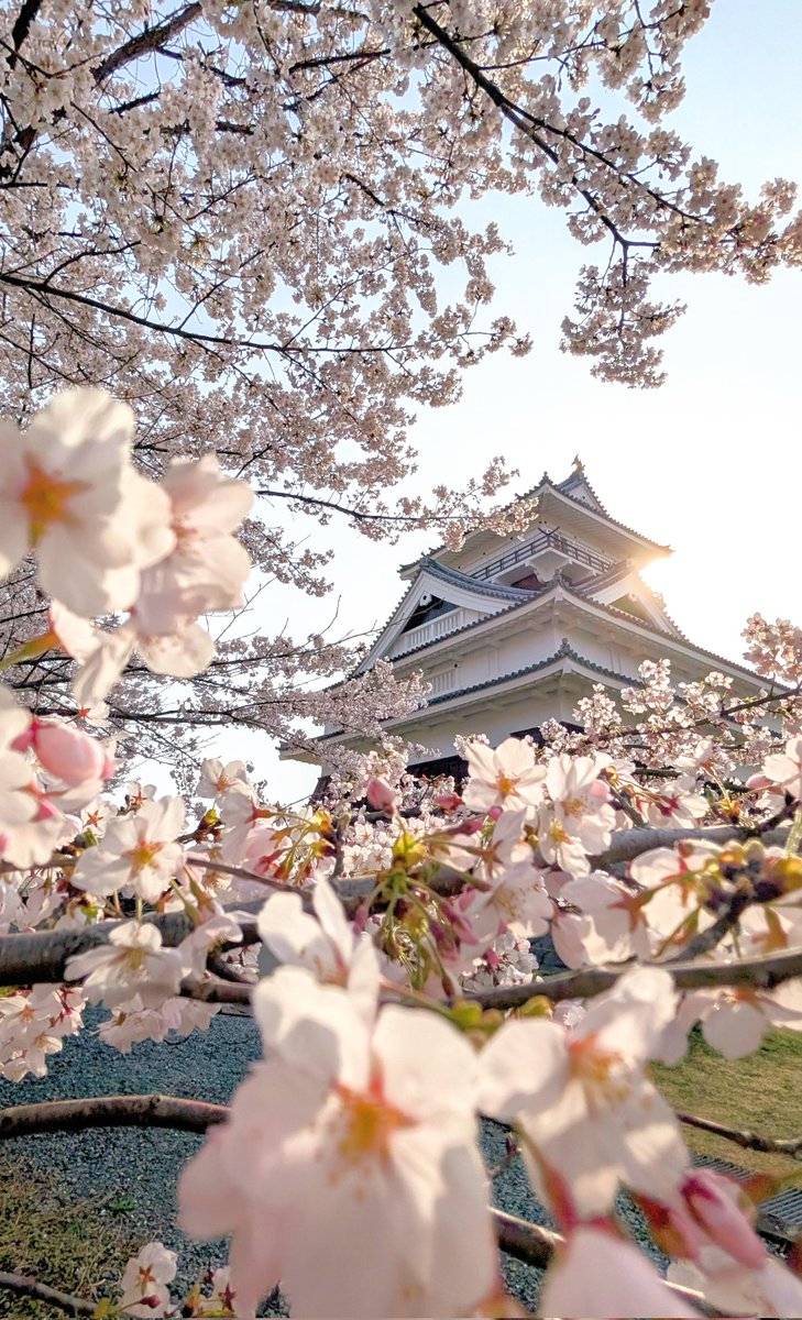 fuehrsn's tweet photo. 山形県 上山城 月岡公園にきました
桜満開です🌸 https://t.co/6v0EVgOGIv
