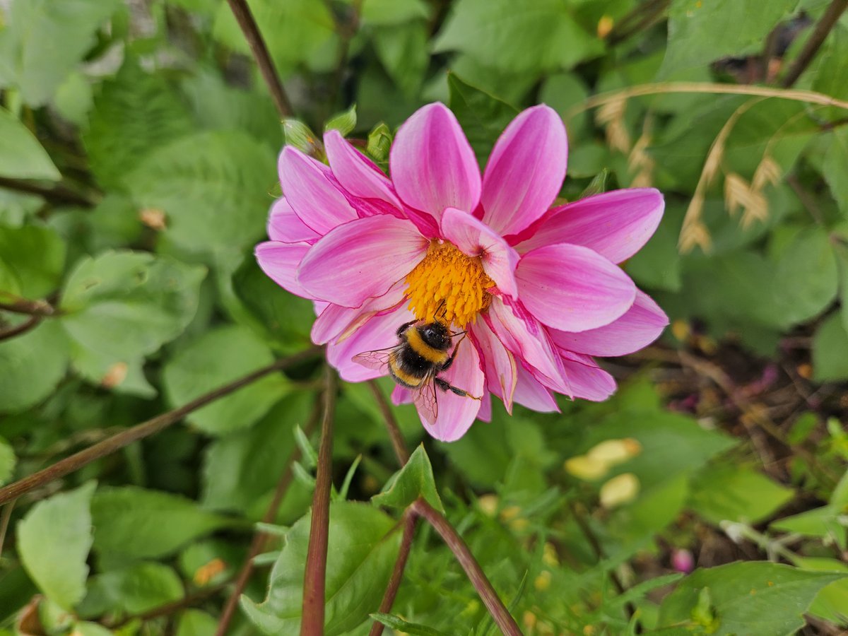 BeeAllAboutIt's tweet photo. Bumblebee on Dahlia https://t.co/XfwQQV3cuN
