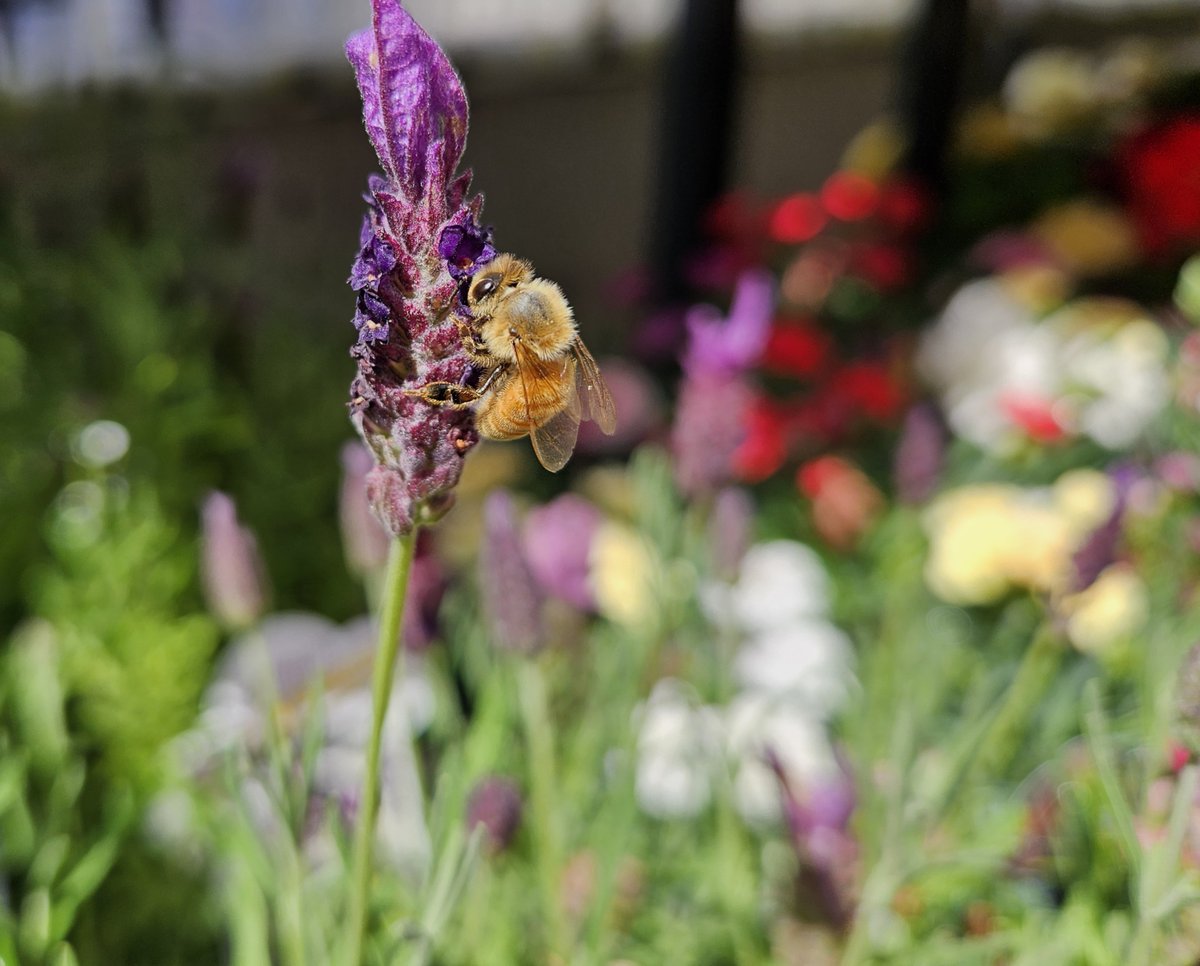 BeeAllAboutIt's tweet photo. Bee on Lavender

#Bees #Flowers #Wallpapers https://t.co/rjbBixaUUp