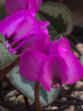 Kirara_9876's tweet photo. #Cyclamen
#coum
#原種cyclamen
以前紹介した原種シクラメン.ピンクのコウム (Cyclamen.coum )が咲いてくれてます。
柔らかいピンクにしっかりブロッチが入り可愛いです。 https://t.co/zUu02IjQr6
