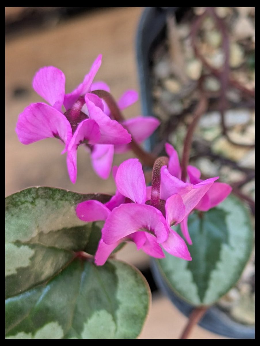 Kirara_9876's tweet photo. #Cyclamen
#coum
#原種cyclamen
以前紹介した原種シクラメン.ピンクのコウム (Cyclamen.coum )が咲いてくれてます。
柔らかいピンクにしっかりブロッチが入り可愛いです。 https://t.co/zUu02IjQr6