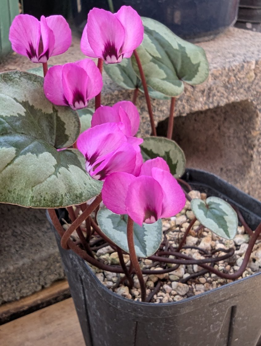 Kirara_9876's tweet photo. #Cyclamen
#coum
#原種cyclamen
以前紹介した原種シクラメン.ピンクのコウム (Cyclamen.coum )が咲いてくれてます。
柔らかいピンクにしっかりブロッチが入り可愛いです。 https://t.co/zUu02IjQr6