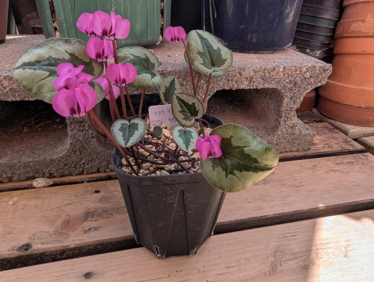 Kirara_9876's tweet photo. #Cyclamen
#coum
#原種cyclamen
以前紹介した原種シクラメン.ピンクのコウム (Cyclamen.coum )が咲いてくれてます。
柔らかいピンクにしっかりブロッチが入り可愛いです。 https://t.co/zUu02IjQr6