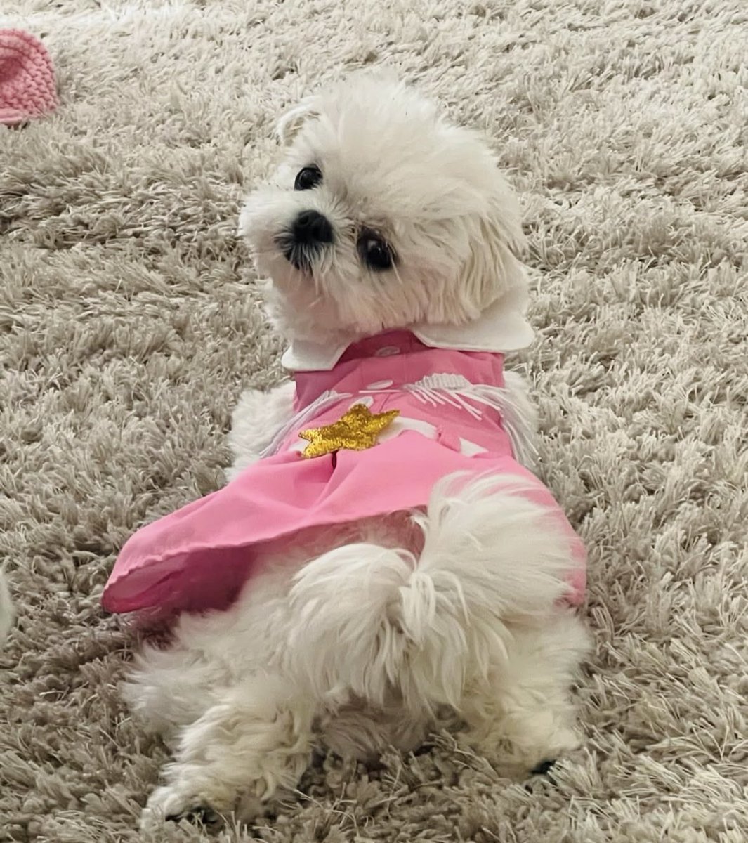Doggy Parton tweet media