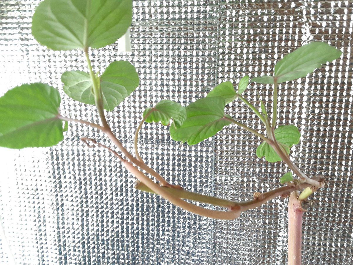 「サツマイモスーパーの市販イモ育てたやつと去年の芋づる越冬させたやつ 」|sakana サカナさんのイラスト