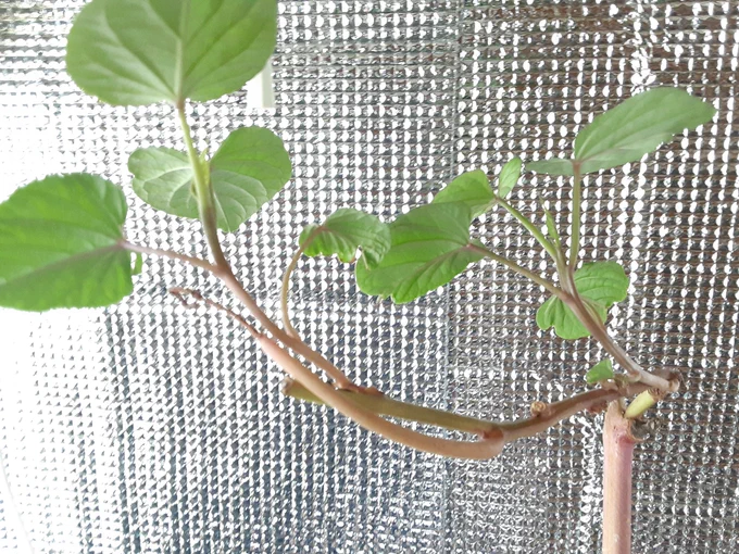 サツマイモスーパーの市販イモ育てたやつと去年の芋づる越冬させたやつ 