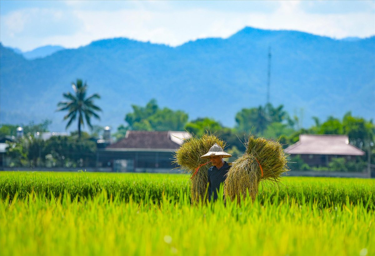 ❤️‍🔥Mùi Đất Mẹ🌾 🇻🇳

Vẫn còn đây, mùi đất sau mưa💦 🤎
Ngấm vào tim từ thuở nằm nôi xưa🤱
Hương rơm khô, mùi ruộng đồng buổi sớm 🌾
Theo chân con qua nắng gió bốn mùa 🌞✨🌬️☁️

Mùi hương nào mang ấn tượng sâu sắc trong lòng bạn hỡi bạn? ❤️‍🔥

Hương Tổ Quốc chúng