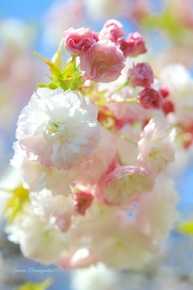 yumemi2288's tweet photo. 蕾も可愛い八重桜

🌸.｡.:*:.｡.🌸｡.:*:.｡.🌸｡.:*:.｡.🌸
#TLをお花でいっぱいにしよう https://t.co/ayi1xKbBX9