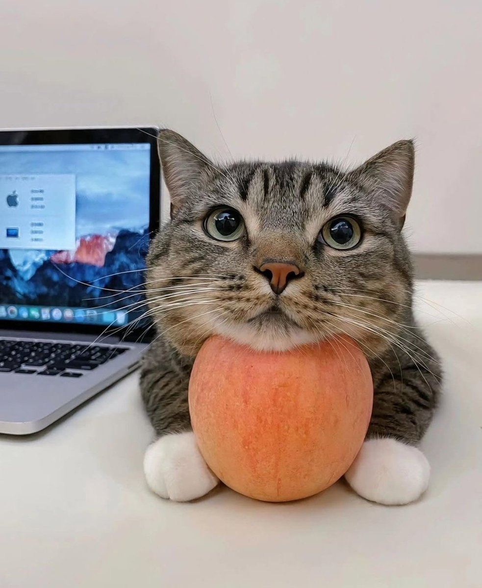 𝟕𝟕𝟕 tweet media