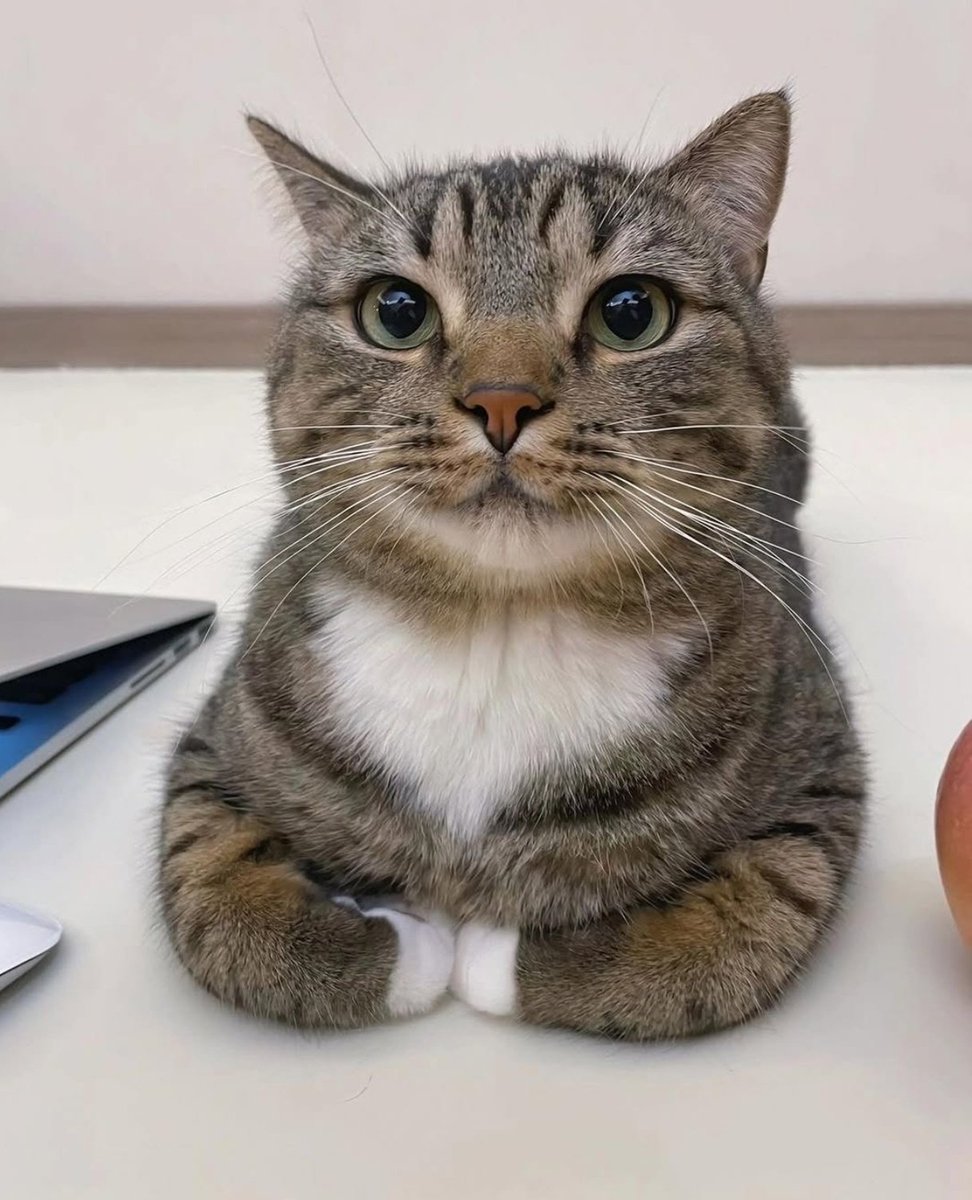 𝟕𝟕𝟕 tweet media