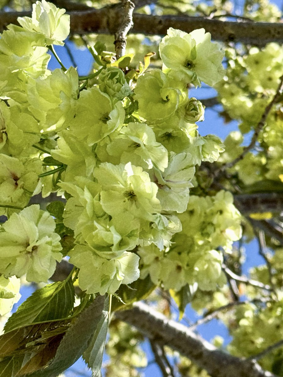 おはよう御座います♪
鬱金桜。何故かブライダル感漂う。
今日も気温上がりそうですね。
良い土曜日をお過ごしください💐
#桜