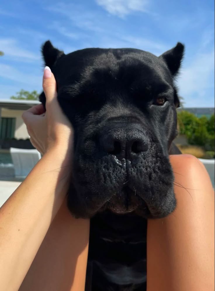 citaknot's tweet photo. A girl who loves to give pleasure to her dog 🥵
#zoophillia #zoosarevalid #beastiality #dogknot #zooprideisvalid #zoophile #hypnotistzoophilesarevalid #zoophiletwt #zootwt #zoopositivity #grope #Pardi #jjk242spoilers #NewYear
 #hypnotistzoophilesarevali
https://t.co/zdoO87Q2Yn https://t.co/WKLZxby8zq