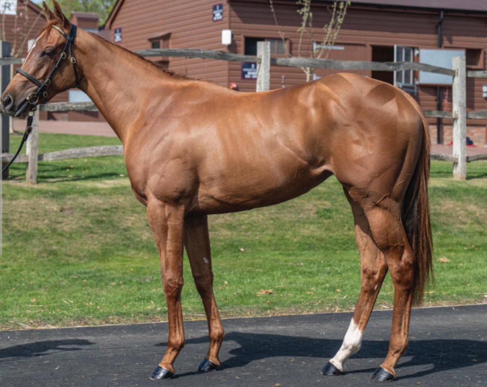 Star Bloodstock tweet media