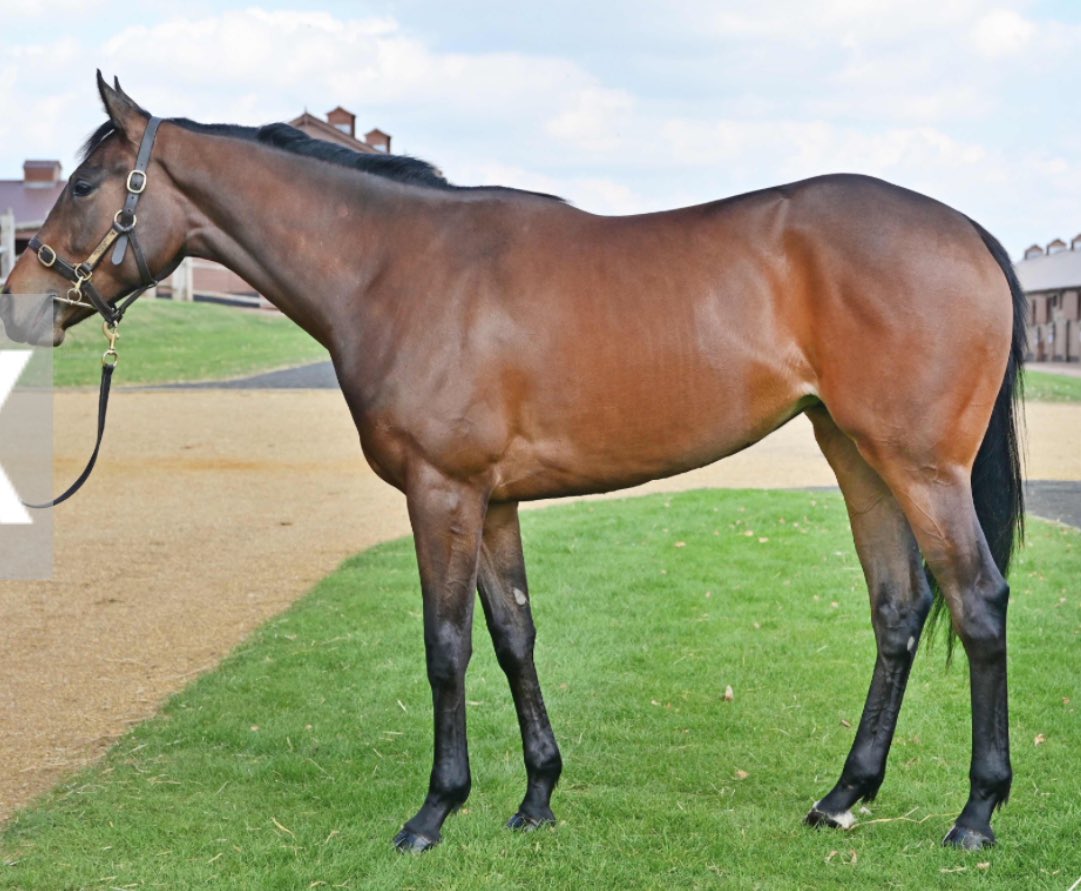Star Bloodstock (@starbloodstock) on Twitter photo Really enjoyed working <a href="/Tattersalls1766/">Tattersalls</a> Craven breeze ups with <a href="/PythiaSports/">Pythia Sports</a>โฆ three bought in the endโฆ have to say I enjoyed being on the other side buying rather than selling!
Lot 6 - No Nay Never filly from Rockfield Farm
Lot 47 - Pinatubo filly bought by <a href="/JSBLOODSTOCK/">Billy Jackson Stops</a> for Really enjoyed working <a href="/Tattersalls1766/">Tattersalls</a> Craven breeze ups with <a href="/PythiaSports/">Pythia Sports</a>โฆ three bought in the endโฆ have to say I enjoyed being on the other side buying rather than selling!
Lot 6 - No Nay Never filly from Rockfield Farm
Lot 47 - Pinatubo filly bought by <a href="/JSBLOODSTOCK/">Billy Jackson Stops</a> for