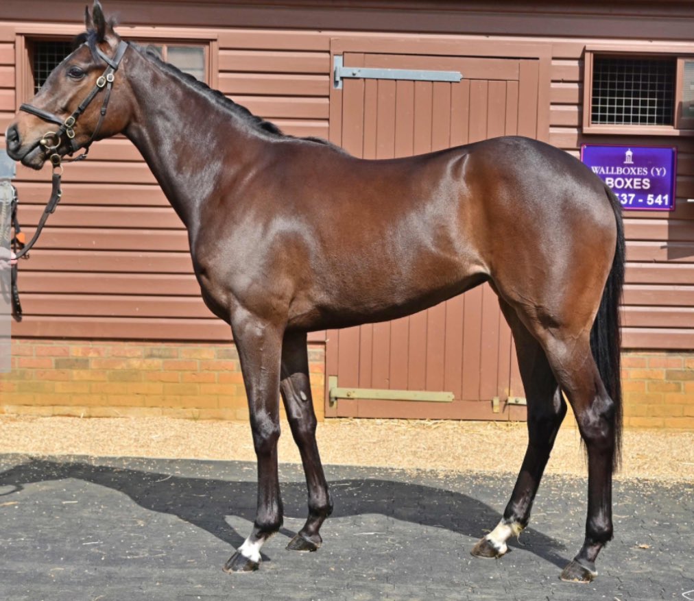 Star Bloodstock tweet media