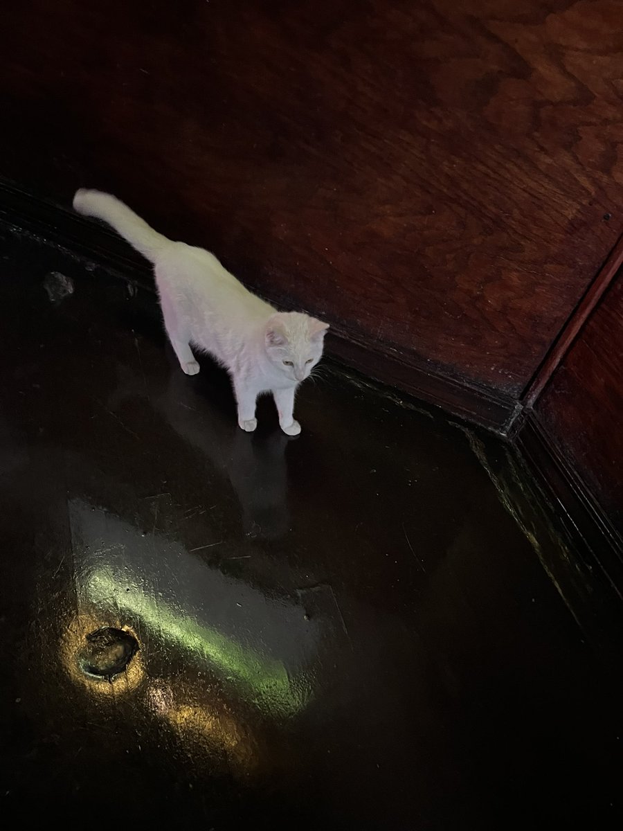 THFCScarlett's tweet photo. @WestLoopTom  Does the undisclosed location in Greektown have a bar cat? https://t.co/n2HG1dvffu