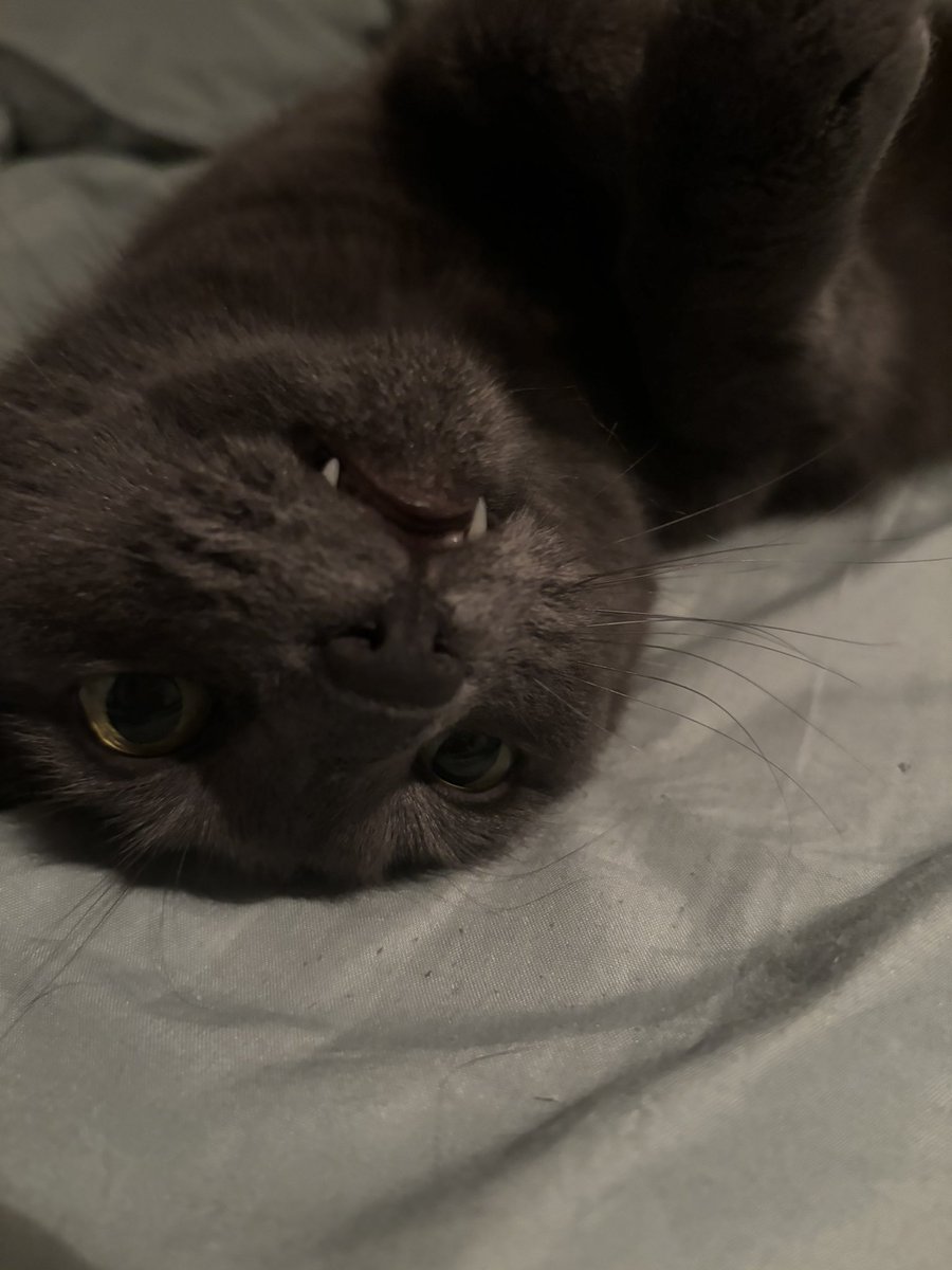 lordspiice's tweet photo. @Bumblinbeee Here’s my kitty !!! https://t.co/m0eL1XE088