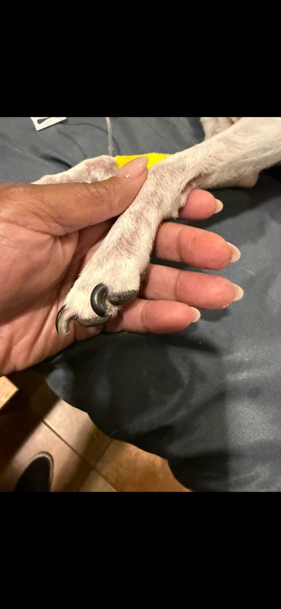 Laid my best friend to rest today.
Sunrise 2008...Sunset 2025