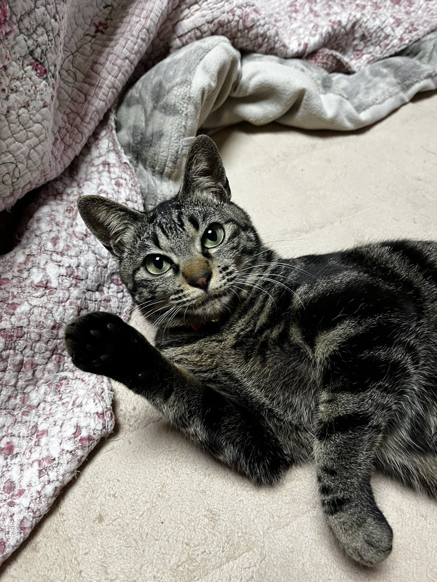 うちの猫様に行ってくるねーって言ったらこれだった。