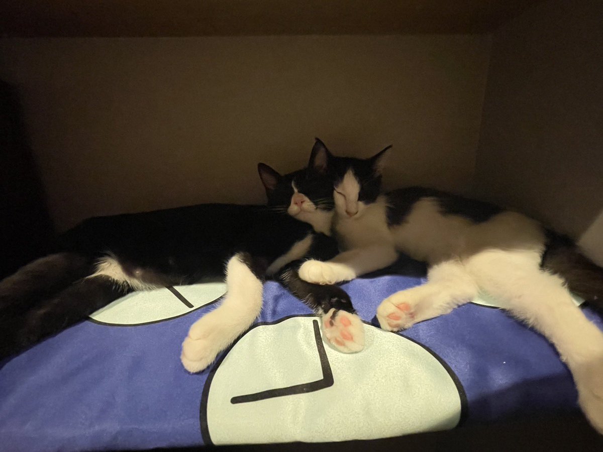 アンとミシェル Anne & Michelle tweet media