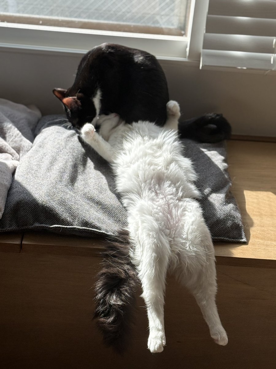 アンとミシェル Anne & Michelle tweet media