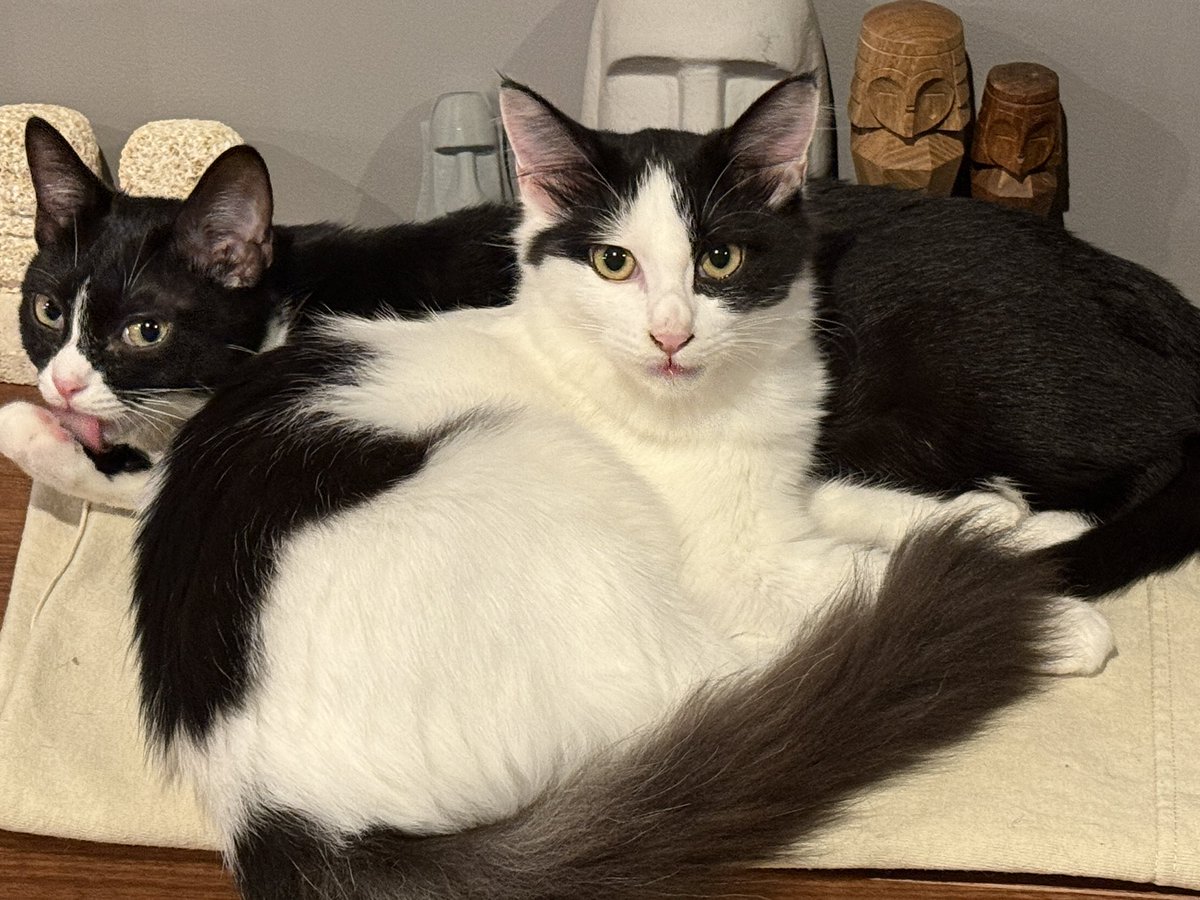 アンとミシェル Anne & Michelle tweet media