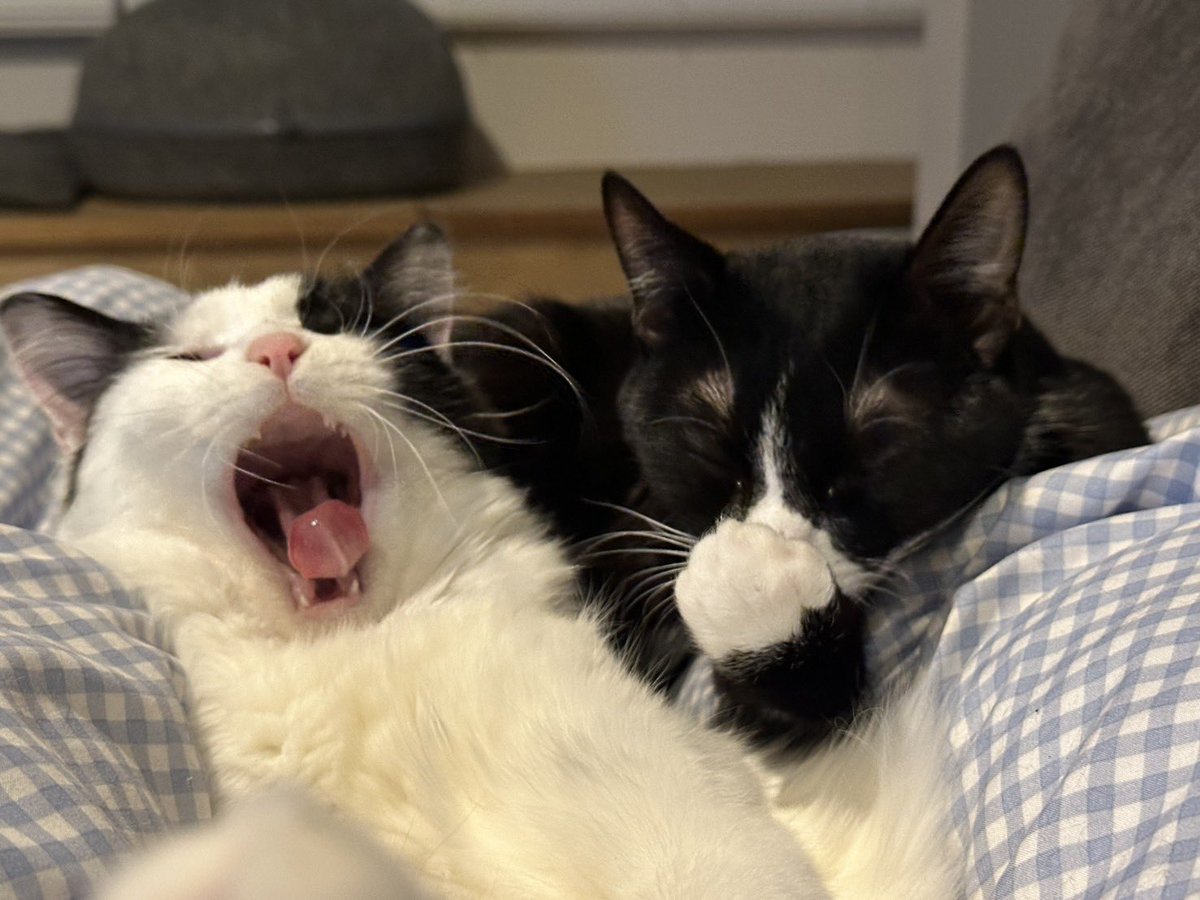 アンとミシェル Anne & Michelle tweet media