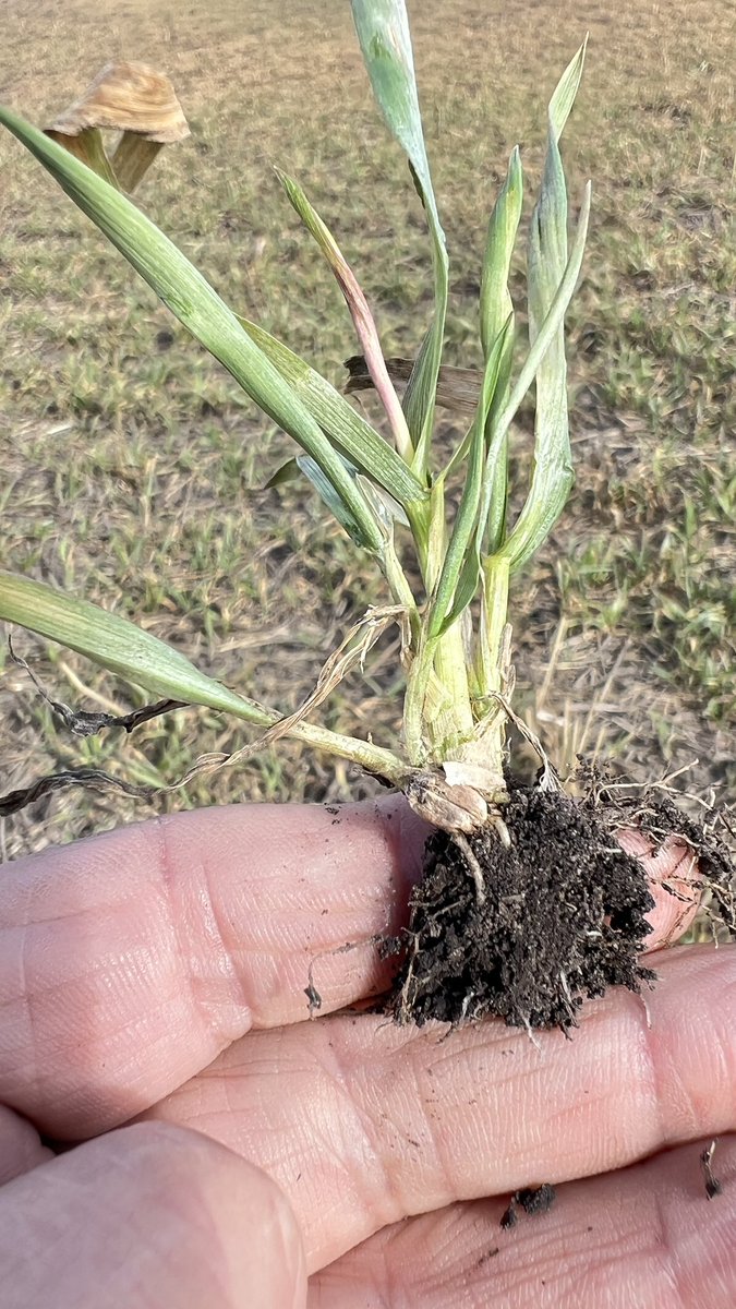 Something I’ve never seen been before—volunteer canola that survived the winter, also some volunteer wheat that survived, and lots of cleavers (no surprise there)