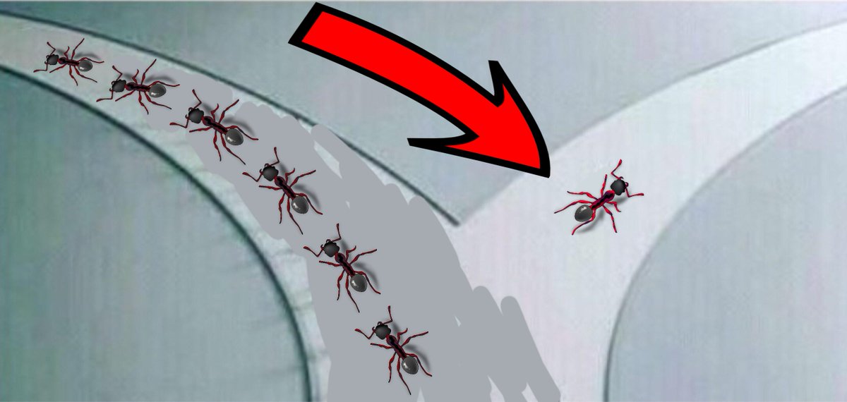 tempywempy's tweet photo. Yep.... That's what i would do. #ants #donotconform #marketplace #grindset https://t.co/PenhW7HLM0