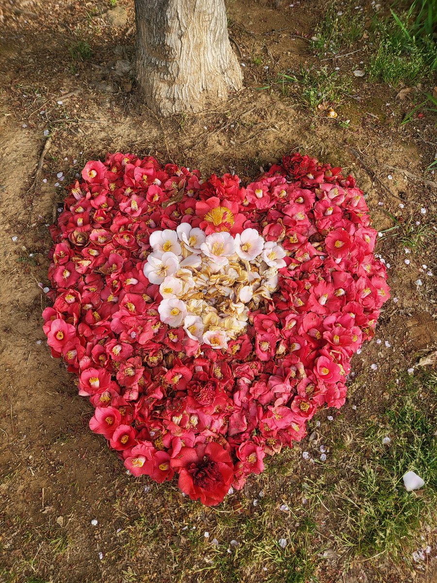 m00nny613's tweet image. 산책길에 만난 동백하트💜
떨어진 꽃봉오리도 귀하게 여겨, 이렇게 이쁜 흔적을 남기고 간 이는 누구일까?
그 누군가 덕분에 행복해지는 아침🥰
8시 스밍쳌쳌❤️‍🔥
#함께_스밍해요_아미 
#AlwaysWithBTS