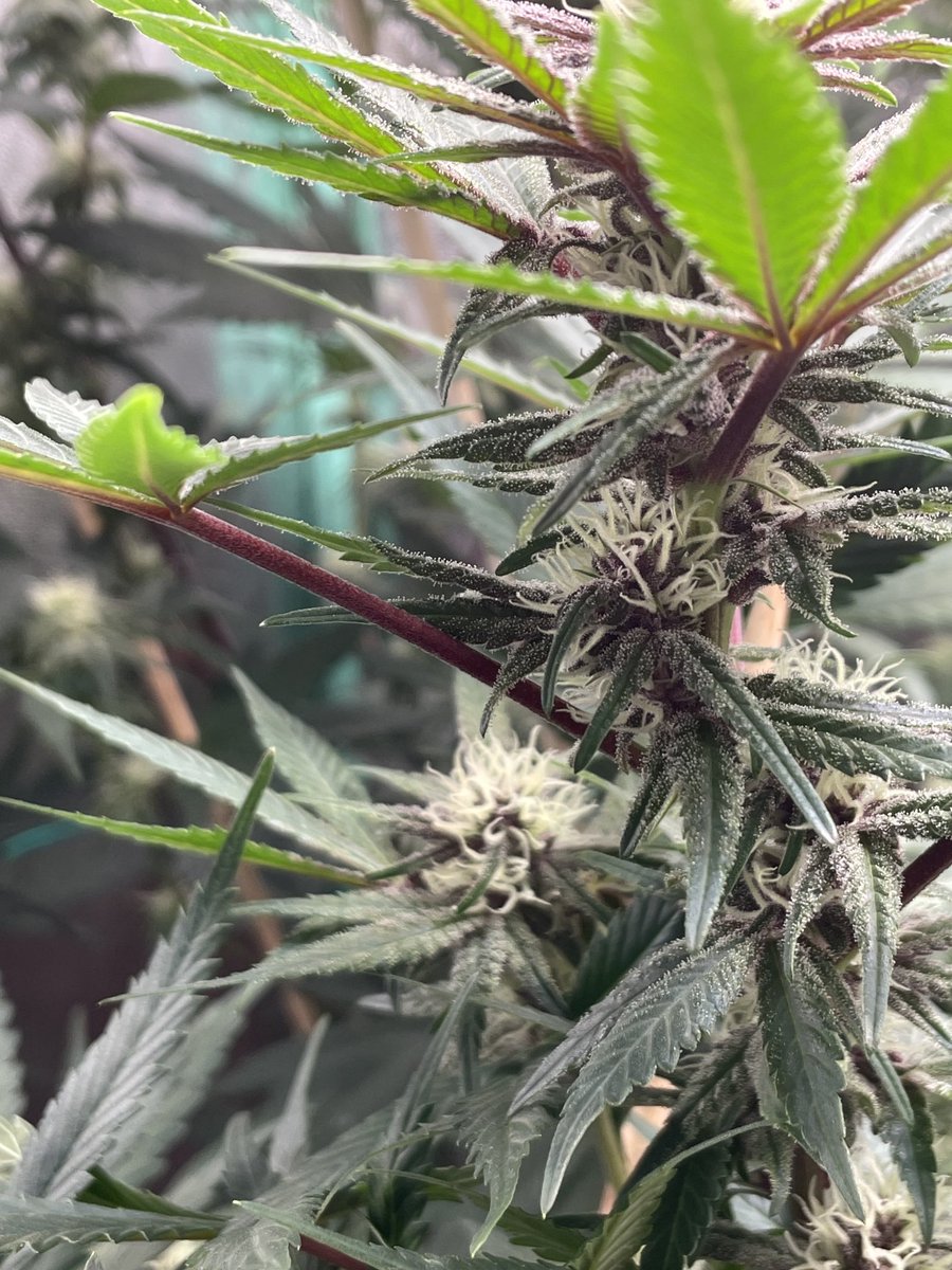 Purple Gorilla is workin on things! ⁦<a href="/SocalSeedVault/">Socal Seed Vault</a>⁩ #GrowYourOwn 😁