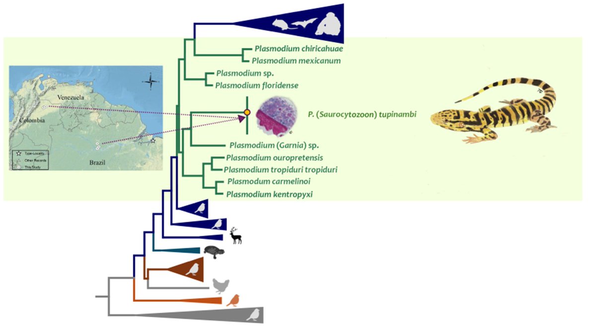 🚨<a href="/lizardmalaria/">Amanda Picelli 🦎 💉🔬🧬</a>, Pacheco MA, Gonzalez AD et al. Phylogenetic assessment of Plasmodium (Saurocytozoon) tupinambi comb. nov. (Haemosporida, Plasmodiidae) in golden tegu lizards: shedding light on a long-standing Haemosporida taxonomic puzzle. Parasitology