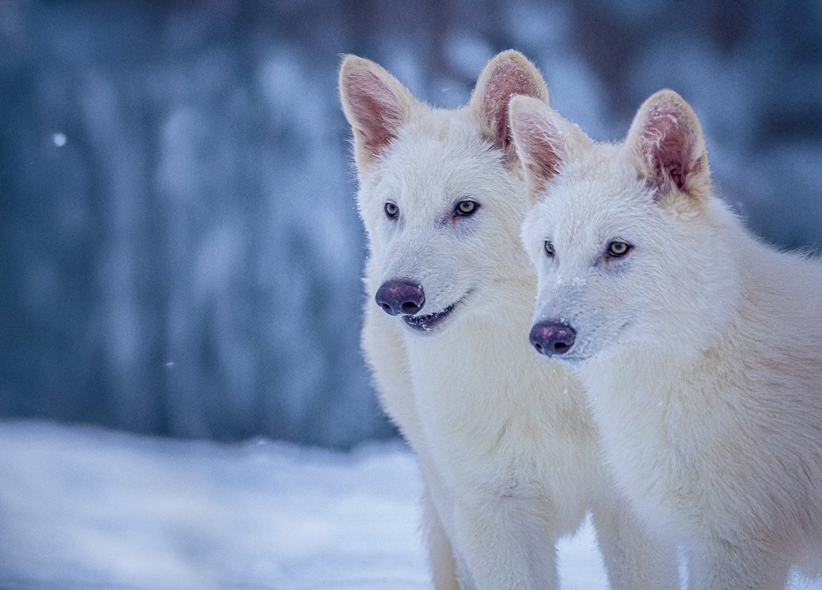 “For the strength of the pack is the wolf, and the strength of the wolf is the pack” 
- Kipling 
🙌 Romulo y Remo Huragos 10,000 años después
