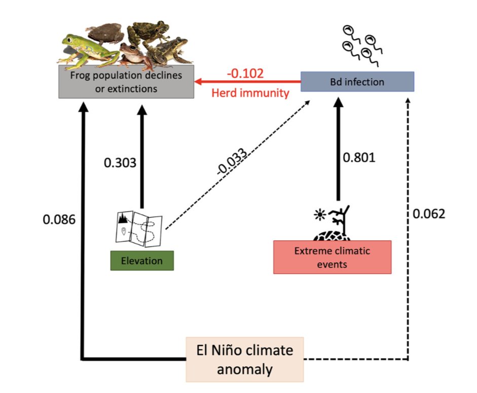 🚨Ferrante et al. 2025. Effects of climate change and El Niño anomalies on historical declines, extinctions, and disease emergence in Brazilian amphibians. Conservation Biology. conbio.onlinelibrary.wiley.com/doi/abs/10.111…