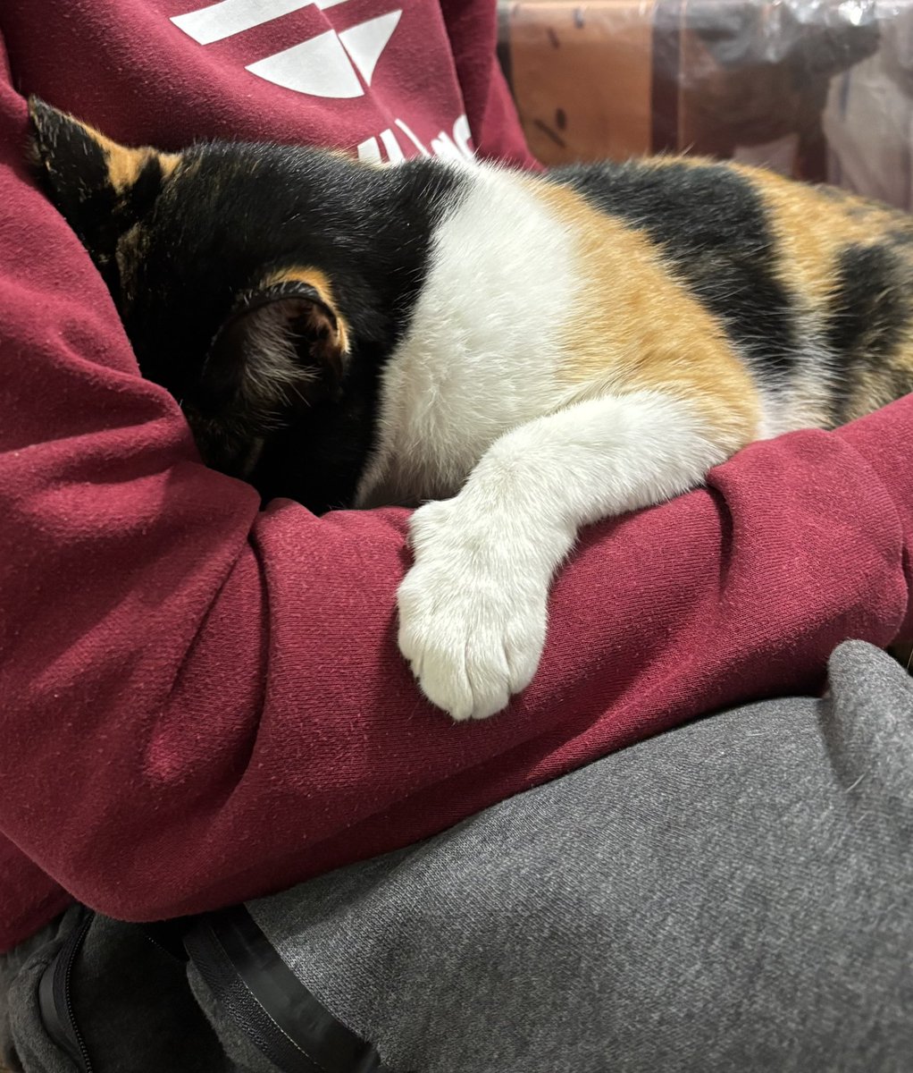 Apareció esta gatita en Costa Azul, Canelones. Tiene unos meses, es súper amorosa y tranquila 🤍.

Buscamos a sus dueños o a alguien que la quiera adoptar. Solo podemos retenerla estos días.

Agradecería que compartan para encontrarle o dar con su hogar cuanto antes 🙏.