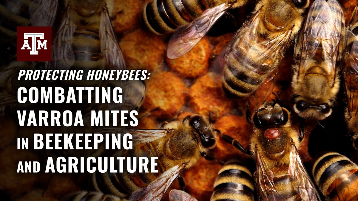 TAMU's tweet image. Honey bees help pollinate a third of our food 🍯🌽. Texas A&amp;amp;M scientists are leading the fight against Varroa mites—tiny pests causing massive damage to U.S. bee colonies.

Watch how they’re saving bees ➡️ tx.ag/cIvrY3O

#AggieResearch #BeeScience #ResearchExcellence