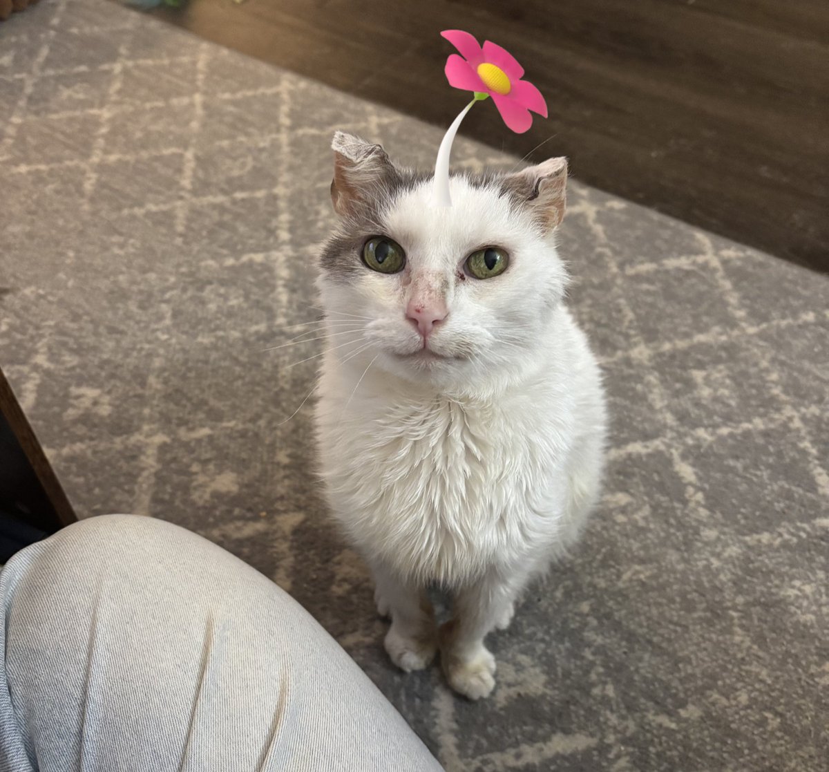 lindsayraexoxo's tweet photo. @CornChowderCat i need to stop but this pic was practically begging to be pikmin-ified https://t.co/fa4YZjjtF3