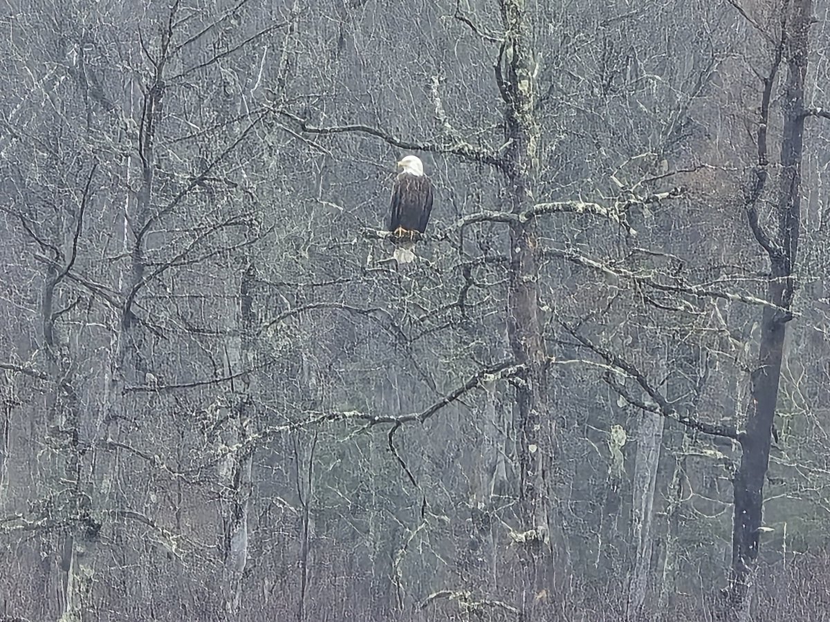NE WI is beginning to open up. Went from 14-18" of ice on some lakes less than 2 weeks ago, to cracking open now.

2 weeks before our game fish opener, looks like we might be ok.

Two lakes I looked at were Palmer and Big Lake, of the Cisco Chain.

#Wisconsin #fishing #walleye