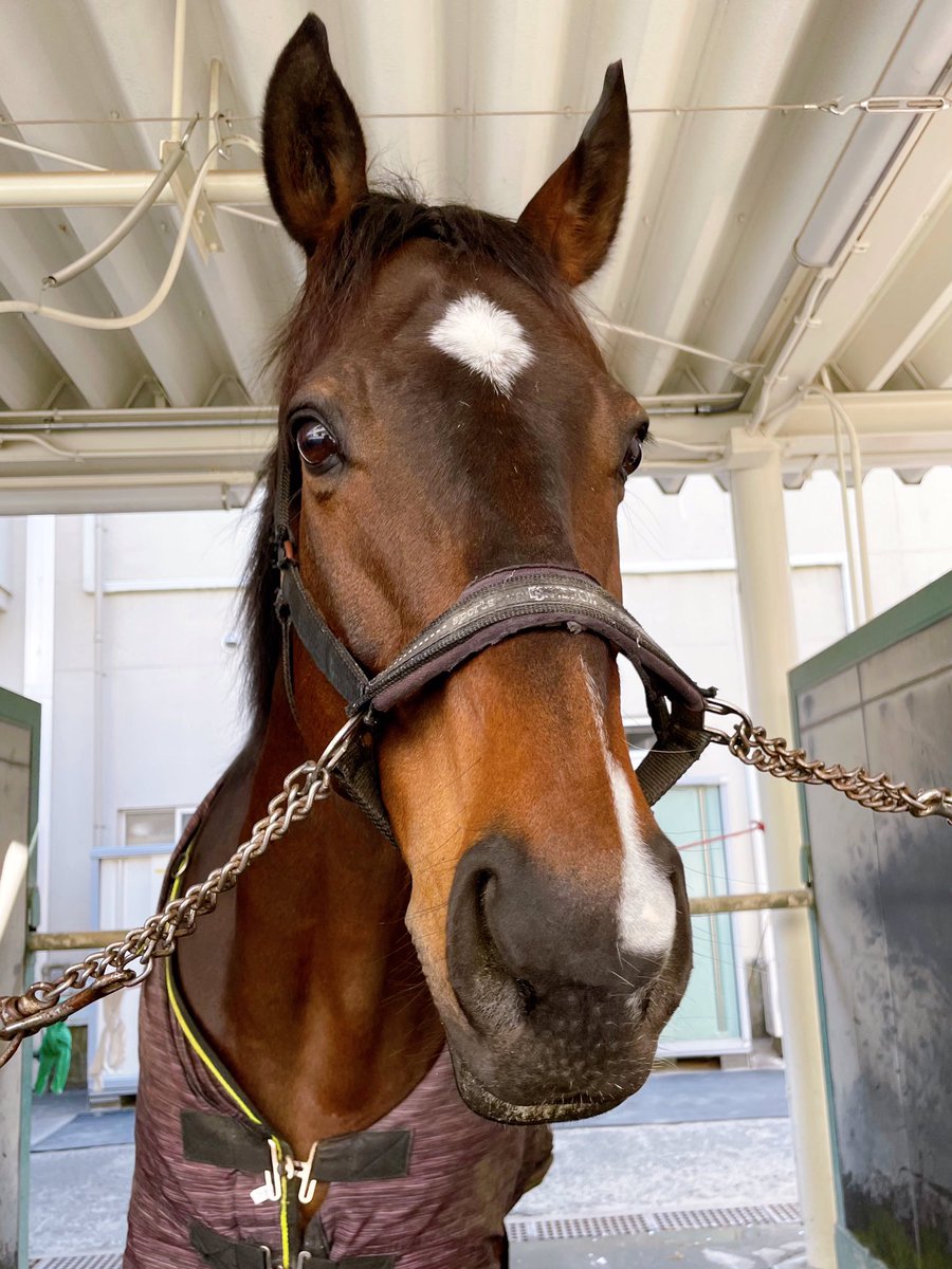 🍰フラッフィーのお誕生日🍰 おはようございます！福島競馬場です。 4