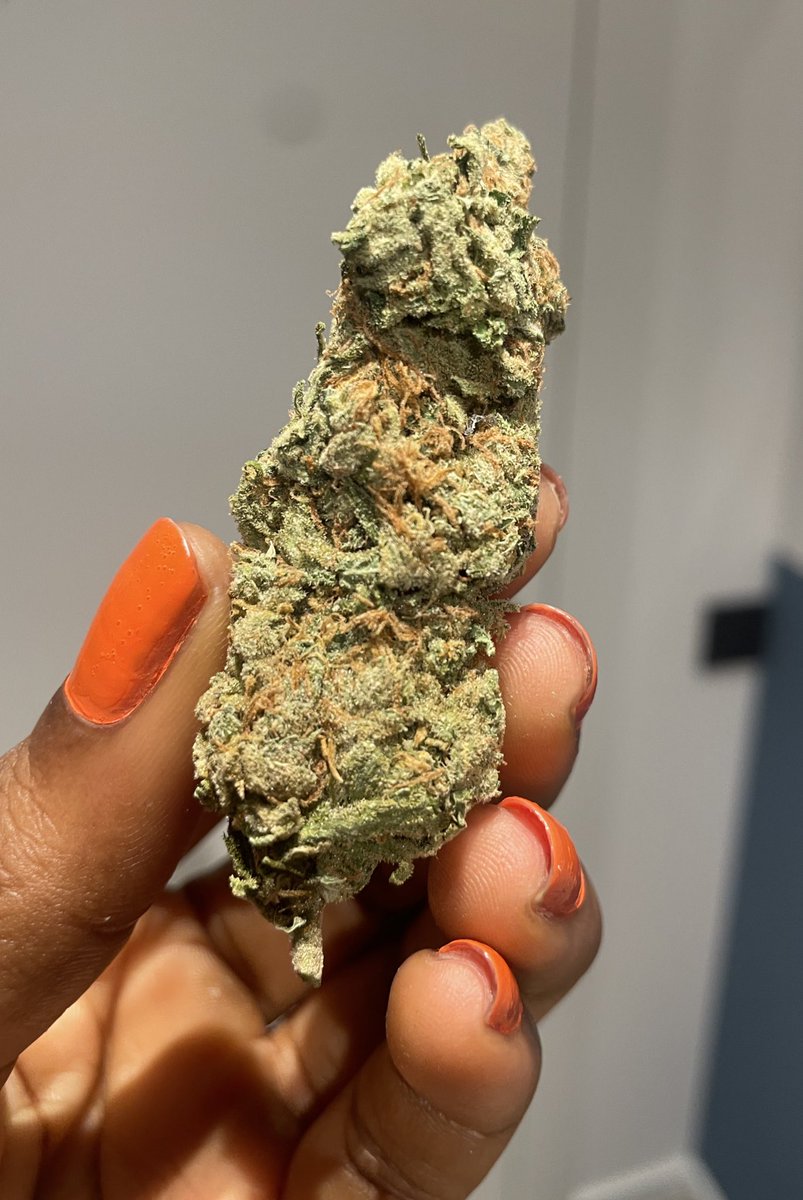 poisonbypessoa's tweet photo. We have food till next season!
Dm us for available strains and prices
2g, 3.5g, 7g, 28g, 100g, 1000g all available
#poison #poisonbypessoa #clientview https://t.co/45no4Arpe6