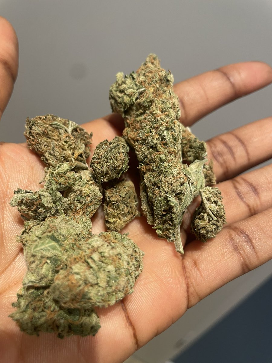 poisonbypessoa's tweet photo. We have food till next season!
Dm us for available strains and prices
2g, 3.5g, 7g, 28g, 100g, 1000g all available
#poison #poisonbypessoa #clientview https://t.co/45no4Arpe6