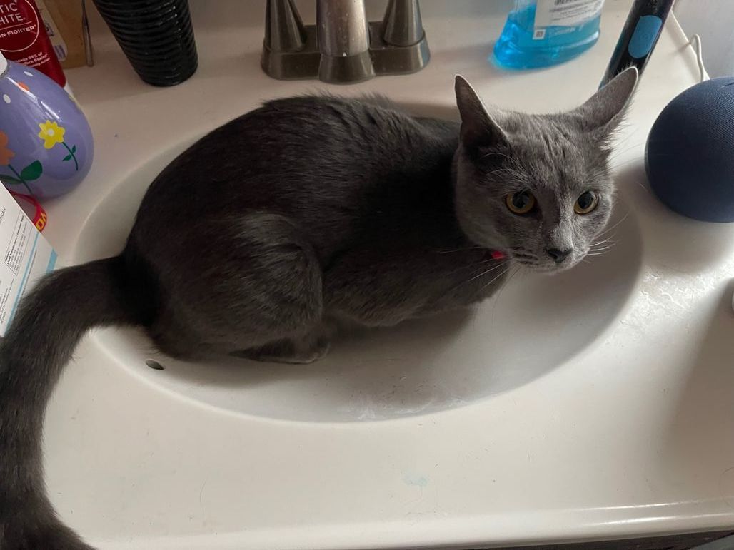 SistersInBiz's tweet photo. Her name is Nala and she is a 1 year old grey female #Lostcat
She has been missing since 4/18/2025
Red Collar
#WarwickRI - Grey Cat
East Ave / Baker St area
Please email 593826cb@contact.petfbi.org, https://t.co/155h3qW9BE #Rhodeisand #RI https://t.co/1z7LUTmCNj