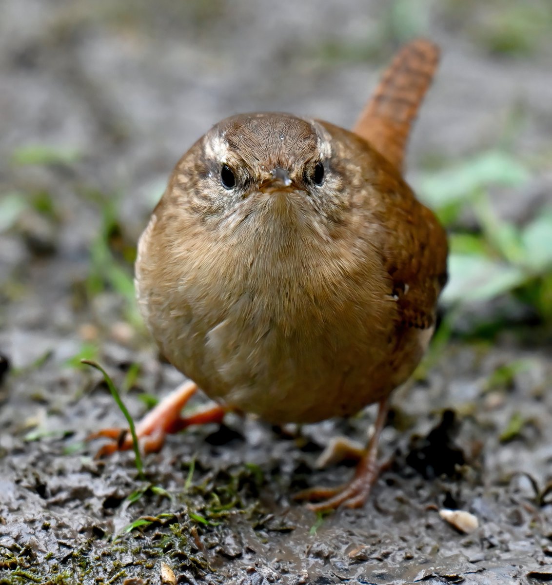 The look of the Wren. 😍😀🐦