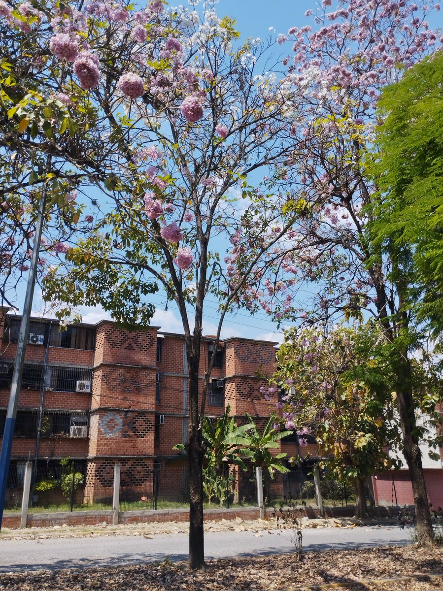 Apamate de flores blancas escoltado por dos apamates de flores rosadas en la isla de la avenida San Juan Bautista, frente a El Tablón.
Nueva Casarapa, Guarenas.
#ArboladoUrbano